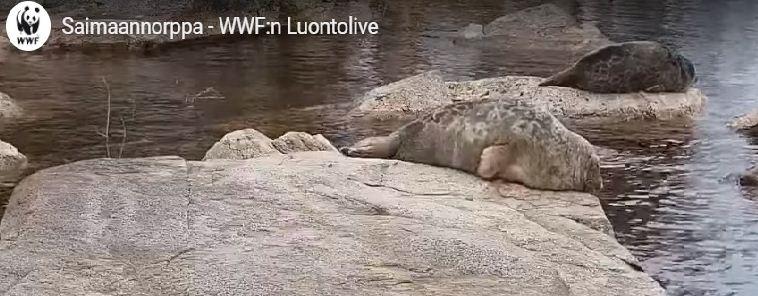 В Финляндии WWF открыл онлайн-трансляцию жизни редких сайменских нерп