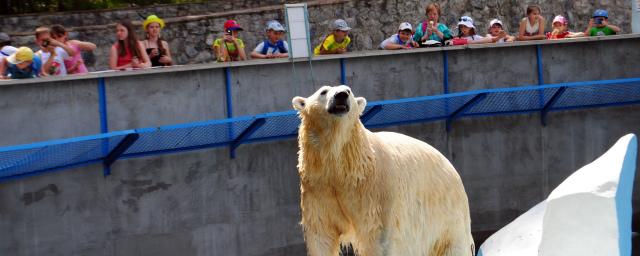 Посещаемость новосибирского зоопарка из-за пандемии снизилась на 70%