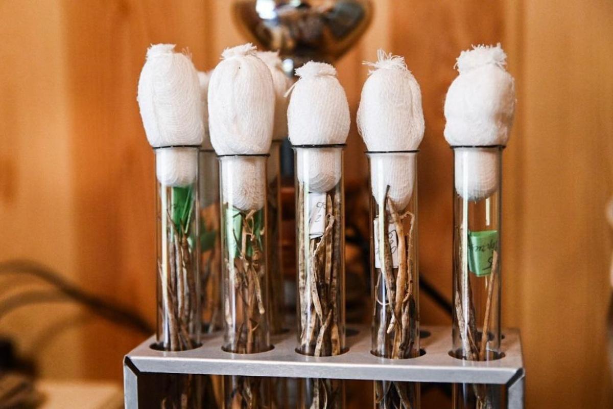 Резкие перепады температур в Тюменской области помогли избавиться от вредителей