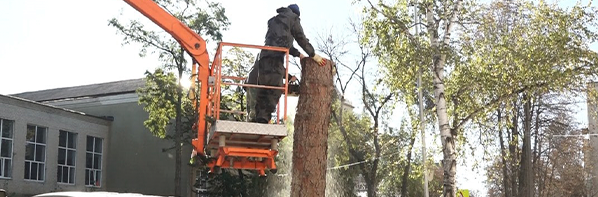 Коммунальные службы Черкесска проводят опилку аварийного сухостоя