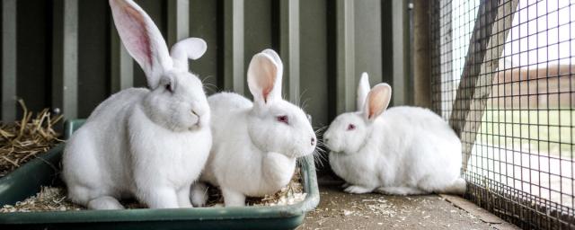 В СССР ученые проводили опыты по созданию кроликов-экстрасенсов