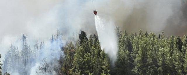 Власти Турции заявили, что контролируют лесные пожары