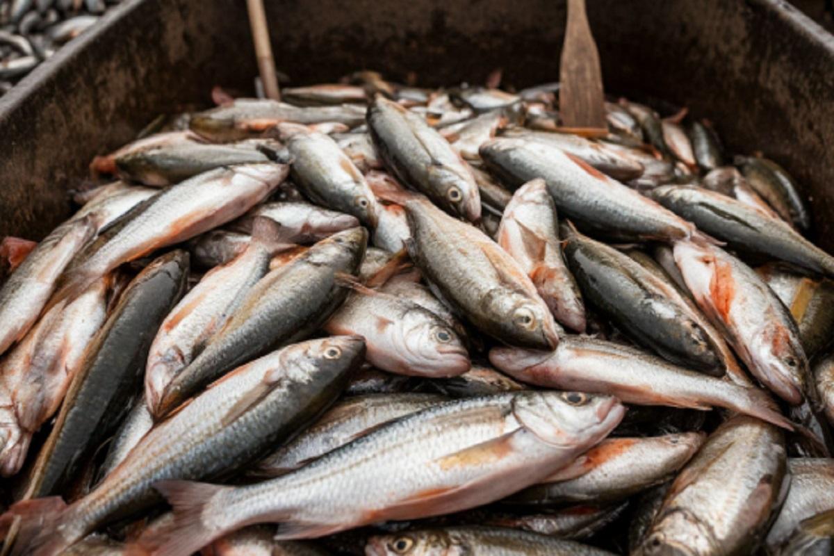 В Ростове обнаружена несанкционированная свалка биологических отходов