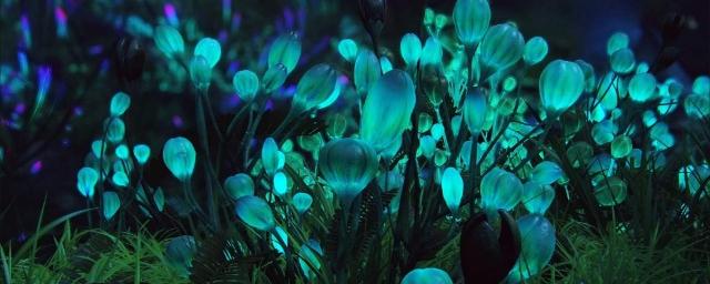 Ученые из Массачусетского института создают перезаряжаемые, светящиеся растения