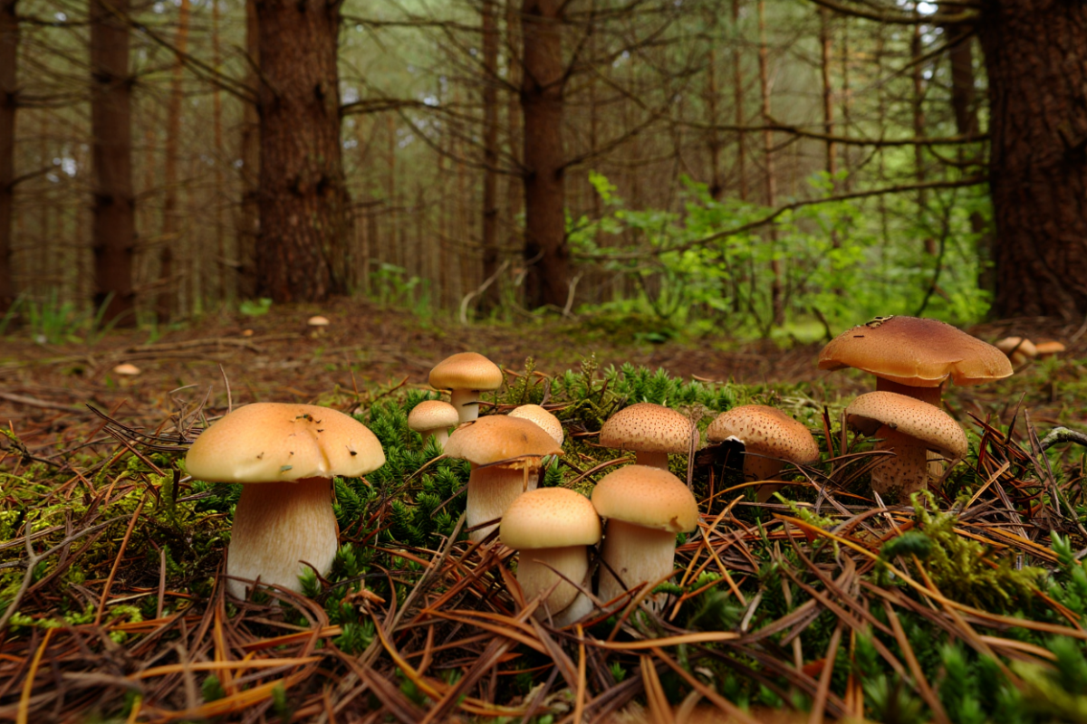 Эксперты: За сбор краснокнижных грибов в Псковской области грозит уголовная статья