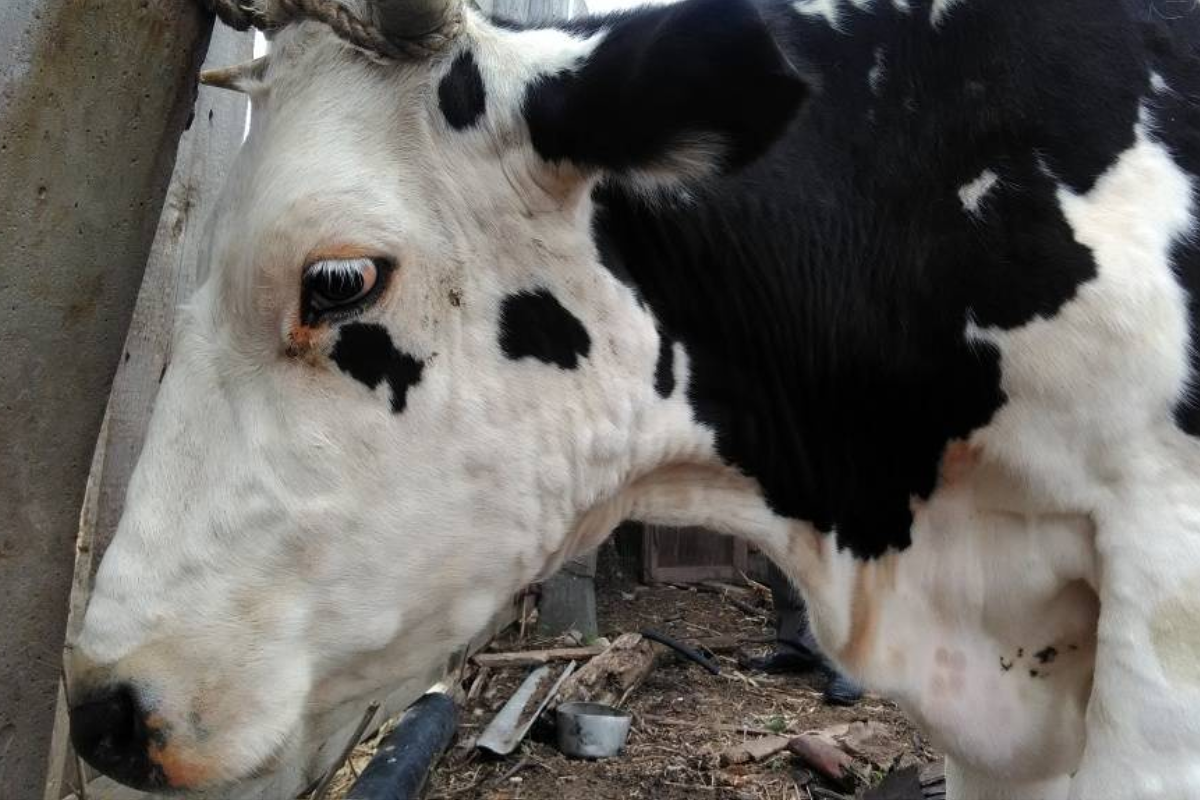 В Хакасии Верховный суд обязал выплатить компенсации за погибший скот