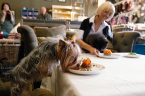 Депутат Останина попросила Минздрав запретить пускать животных в кафе и рестораны