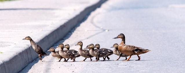 California car fatally strikes man who was helping ducks cross the road