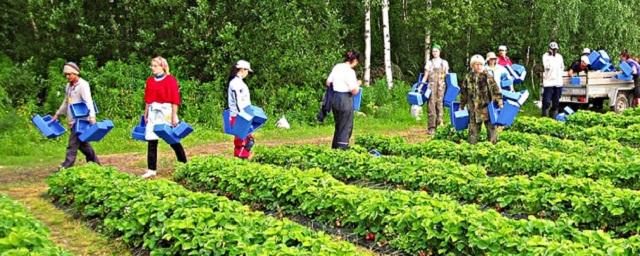 Yle: украинские беженцы не желают работать в Финляндии, поскольку хотят сохранить соцпособия