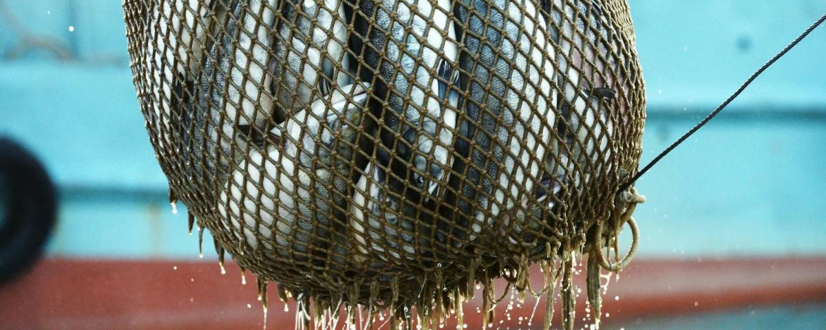 Japan and Russia agree on fishing quotas