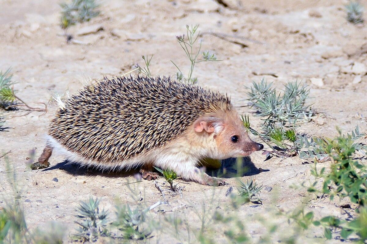 Неожиданный перформанс с ежом омрачил школьную линейку в Новосибирске