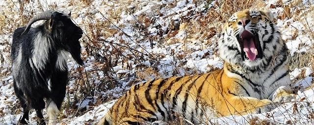 В приморском парке тигр Амур проучил козла Тимура за плохое поведение