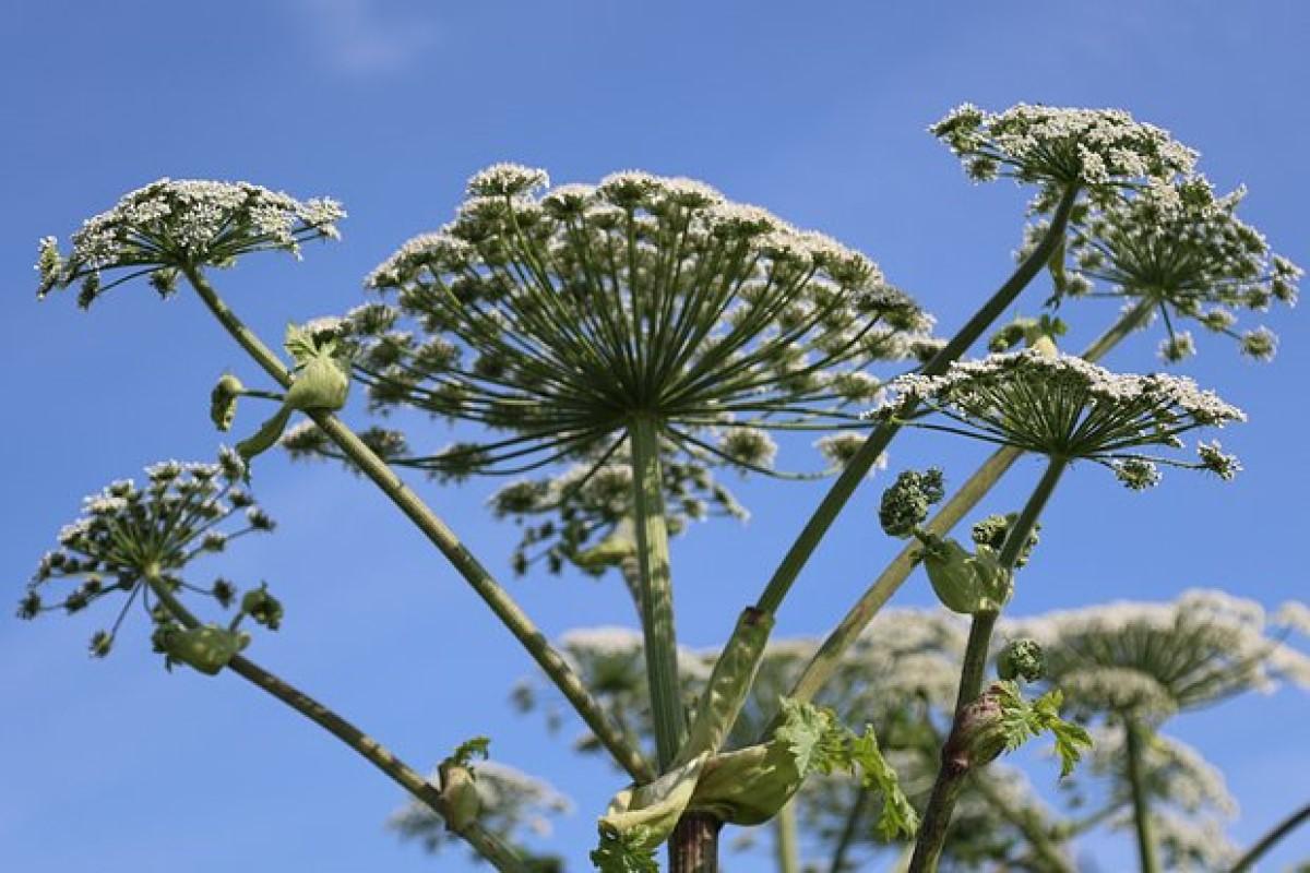 Депутат Чаплин рассказал, как защититься от попадания сока борщевика на кожу