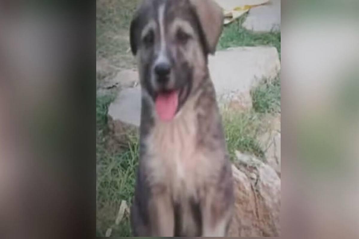 «Преданность на службе спасения»: лающая собака спасла 67 человек от оползня в Индии