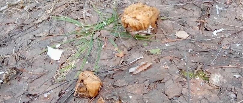 В лесах Ивановской области любители «тихой охоты» нашли первые грибы