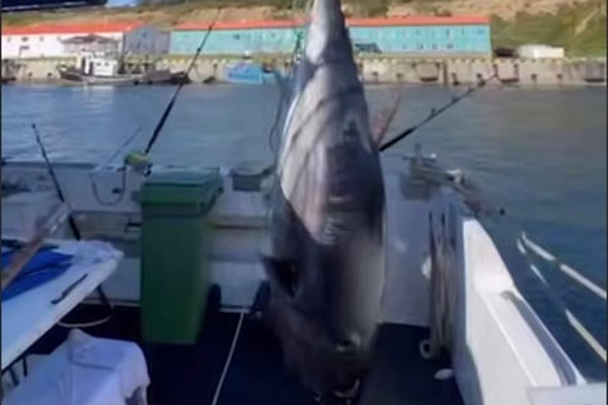 На Курилах поймали тунца-переростка весом 284 кг