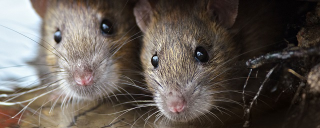 Жильцы многоэтажки в Черкесске пожаловались на крыс