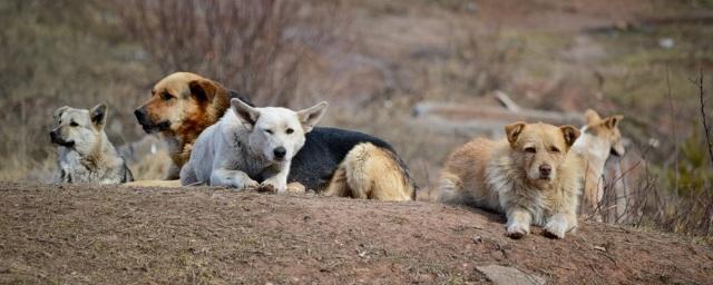 В Самарской области возбудили уголовное дело по факту нападения бродячих собак на подростка