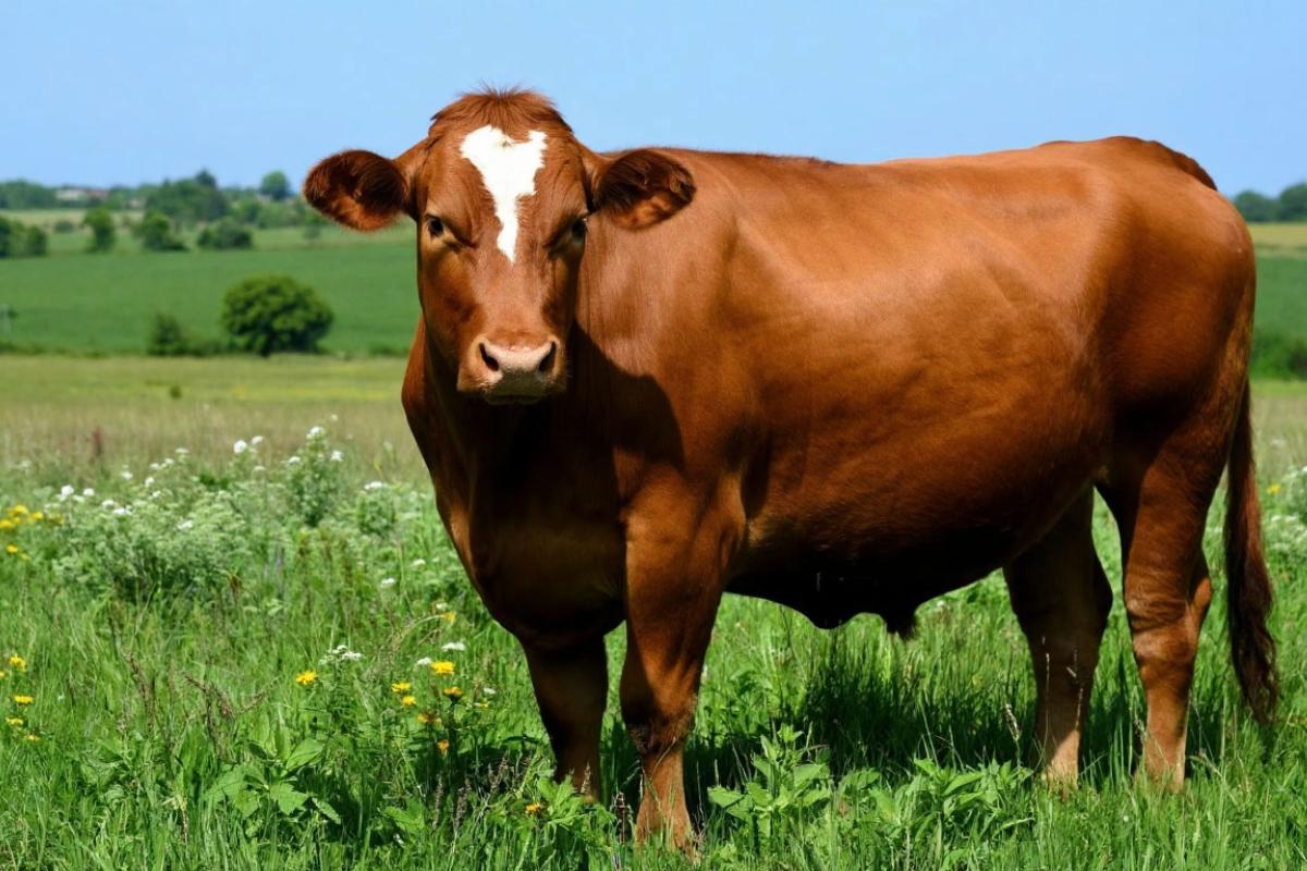 В селе Козиха жители попытались остановить изъятие скота из-за карантина