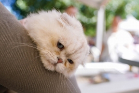 A three-day festival «Mospitomets» will be organized on Tverskoy Boulevard in Moscow