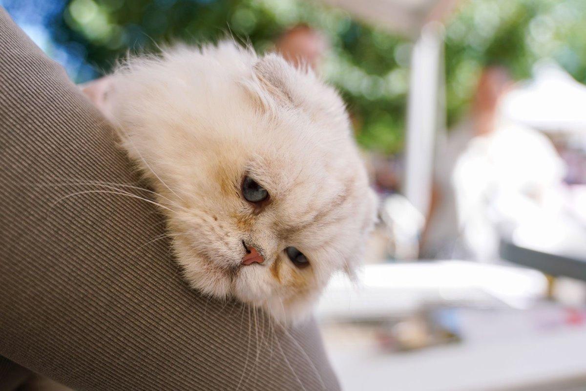 A three-day festival «Mospitomets» will be organized on Tverskoy Boulevard in Moscow