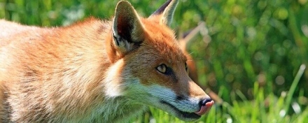 В чукотском городе Билибино объявили 60-дневный карантин по бешенству из-за зараженной лисы