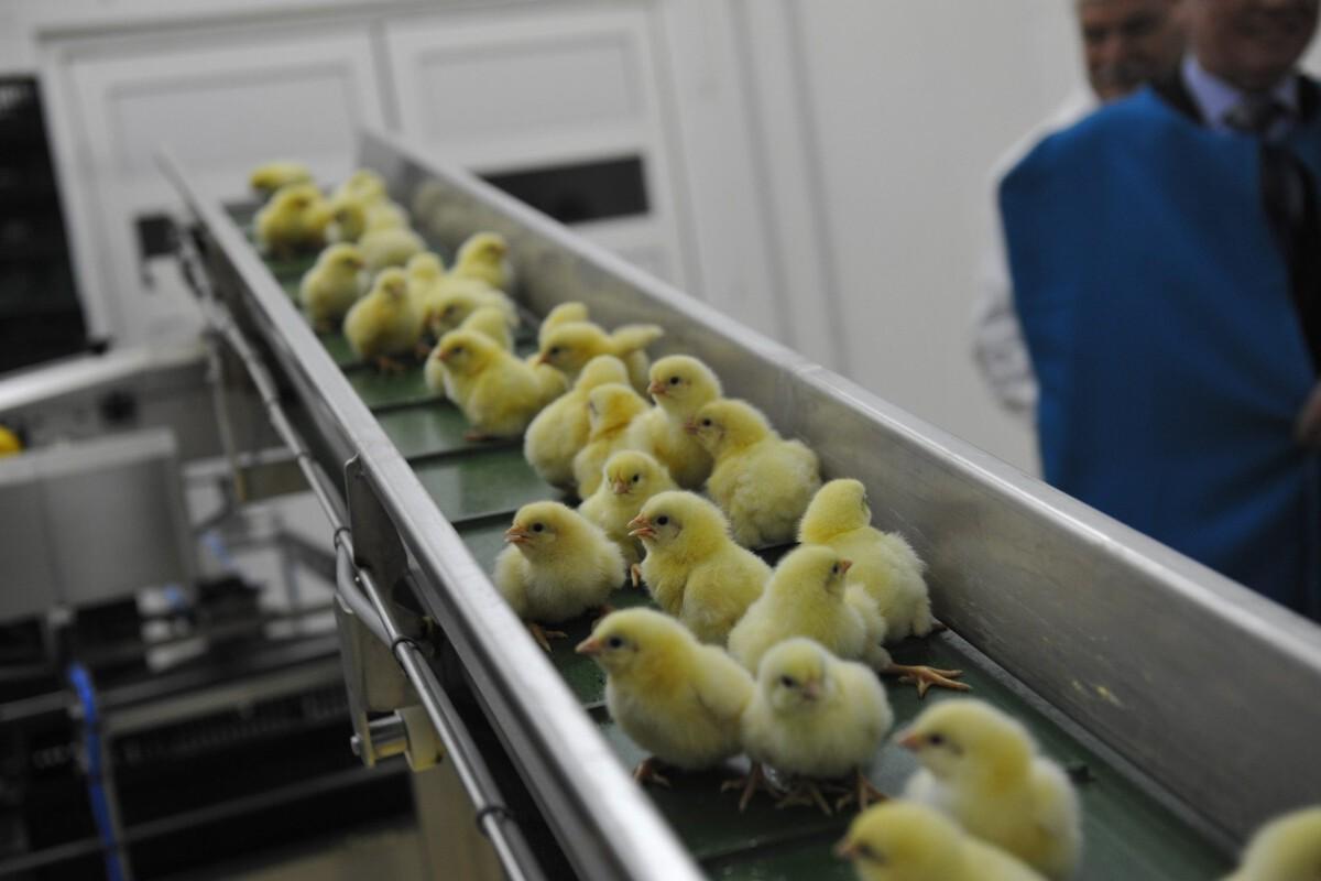 Глава Марий Эл заявил о поддержке агропрома на 83 миллиона рублей