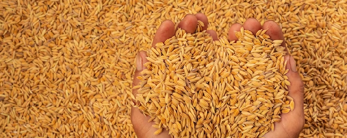 Turkey and UN prepare Russia's proposals on grain deal