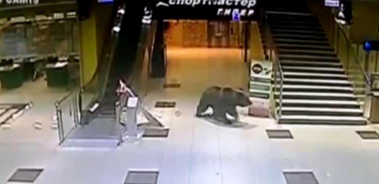 В Хабаровске застрелили проникшего в торговый центр медведя