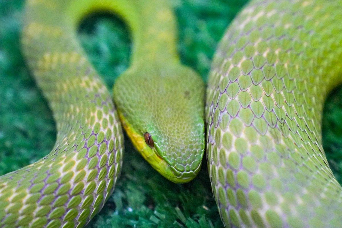 An island koufia has given birth to a cub in the terrarium of the Moscow Zoo