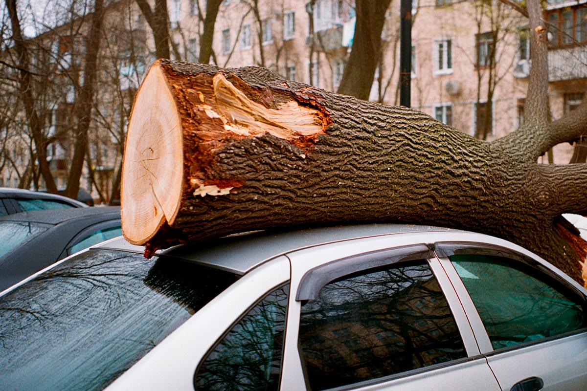 В Подмосковье посчитывают ущерб от урагана