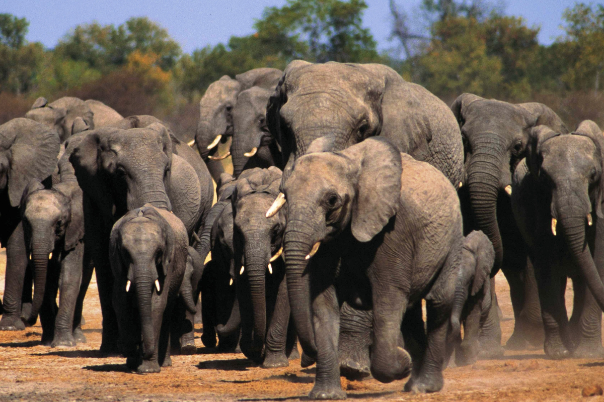 Президент Ботсваны после запрета на ввоз охотничьих трофеев пообещал отправить в ФРГ 20000 слонов