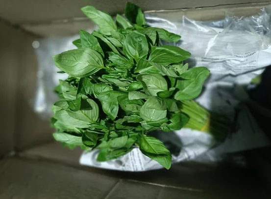 Россельхознадзор пресёк ввоз заражённого базилика на юге России