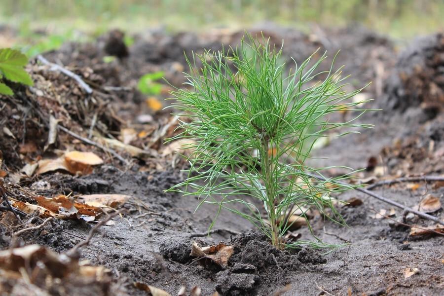 В Сахалинской области высадят лесные культуры на площади 685 гектаров