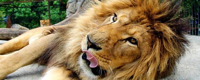 Губернатор Самарской области Азаров передаст региональному зоопарку маленького львенка