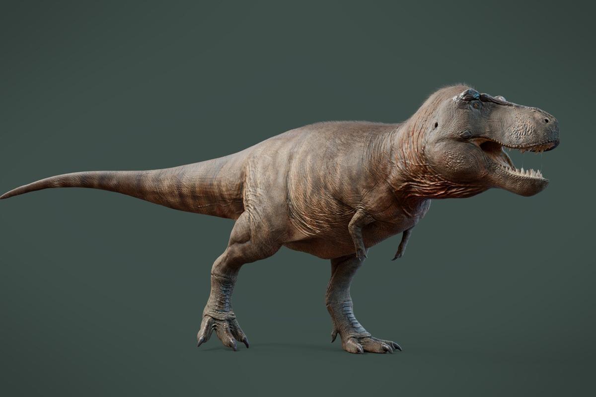 Ученые заявили, что тираннозавры были гораздо крупнее, чем мы думаем