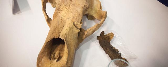 В Коми обнаружили останки древних пещерных медведей