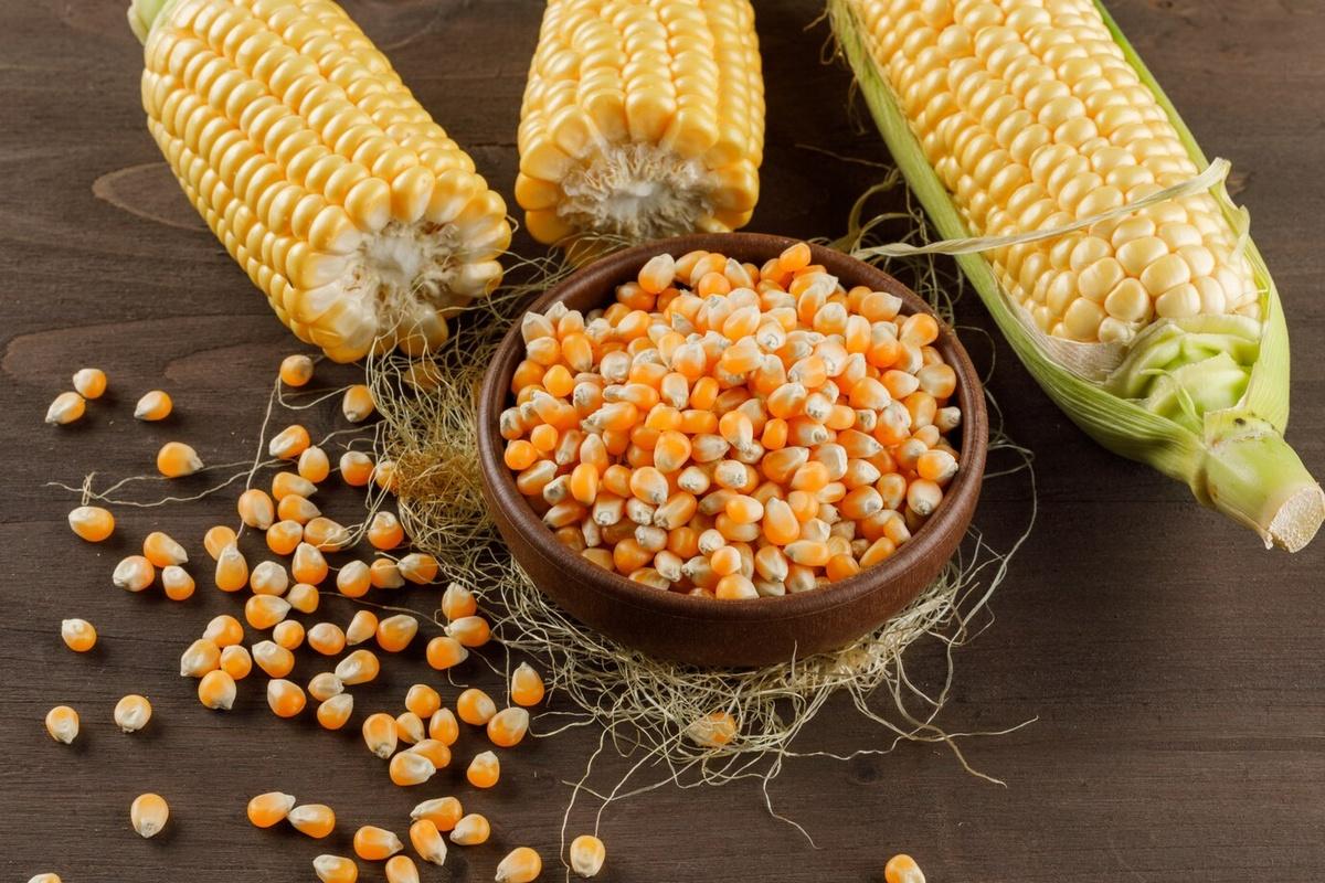В Приморье увеличилась площадь посевов кукурузы
