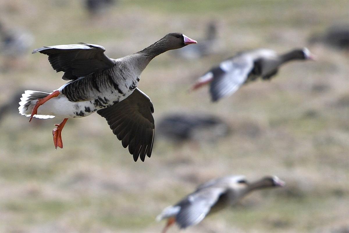 В Канаде учат солдат отступать с поднятыми руками при виде гусей