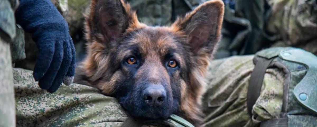 НАТО и ФБР готовили собак-подрывников для работы на Украине