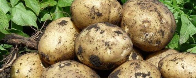 Урожай картофеля в 2019 году увеличится до 22,8 млн тонн