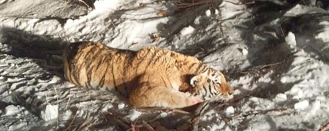 На севере Приморья отловили тигра, нападавшего на собак