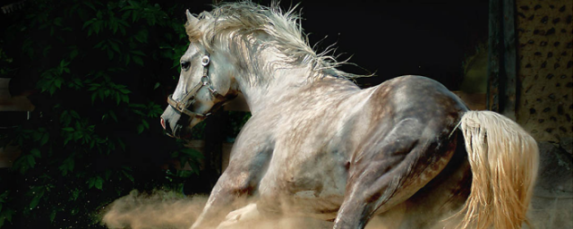 В Челябинской области подросток погиб из-за испуганной лошади