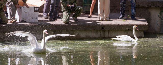 В Лопатинский сад Смоленска вернулись лебеди