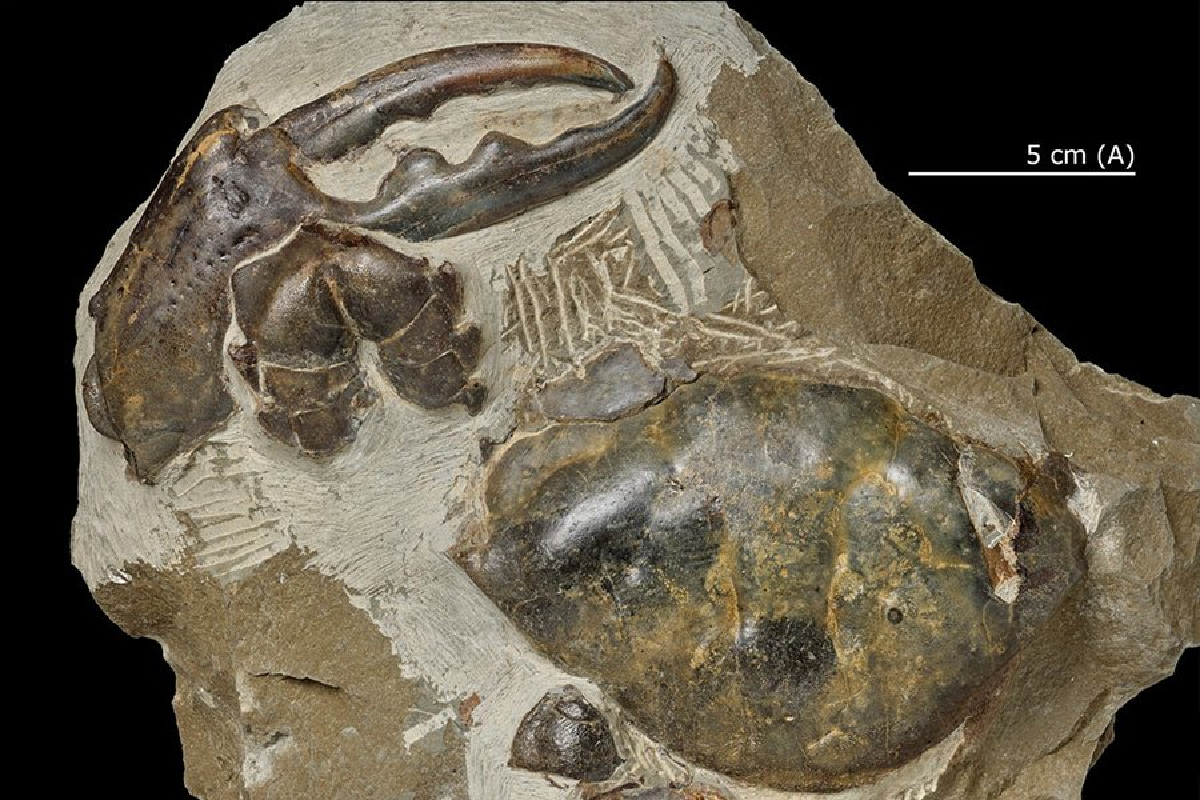 В Новой Зеландии найдена самая крупная из окаменелостей клешня краба