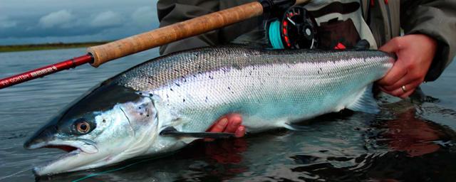 Двух рыбаков накажут за незаконную ловлю лосося на Колыме