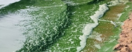 В Смоленской области водохранилище окрасилось в зеленый цвет