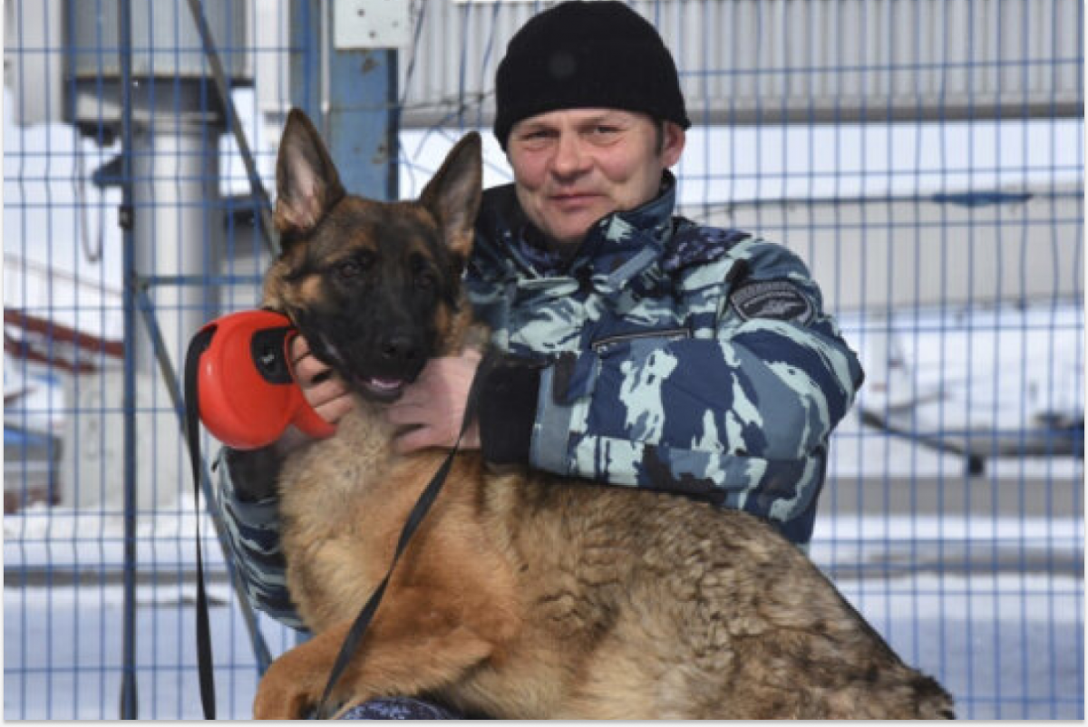 На Чукотке началась служба молодой овчарки, обученной поиску и задержанию преступников