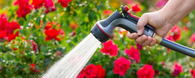 In the UK, the drought has banned millions of Britons from using watering hoses