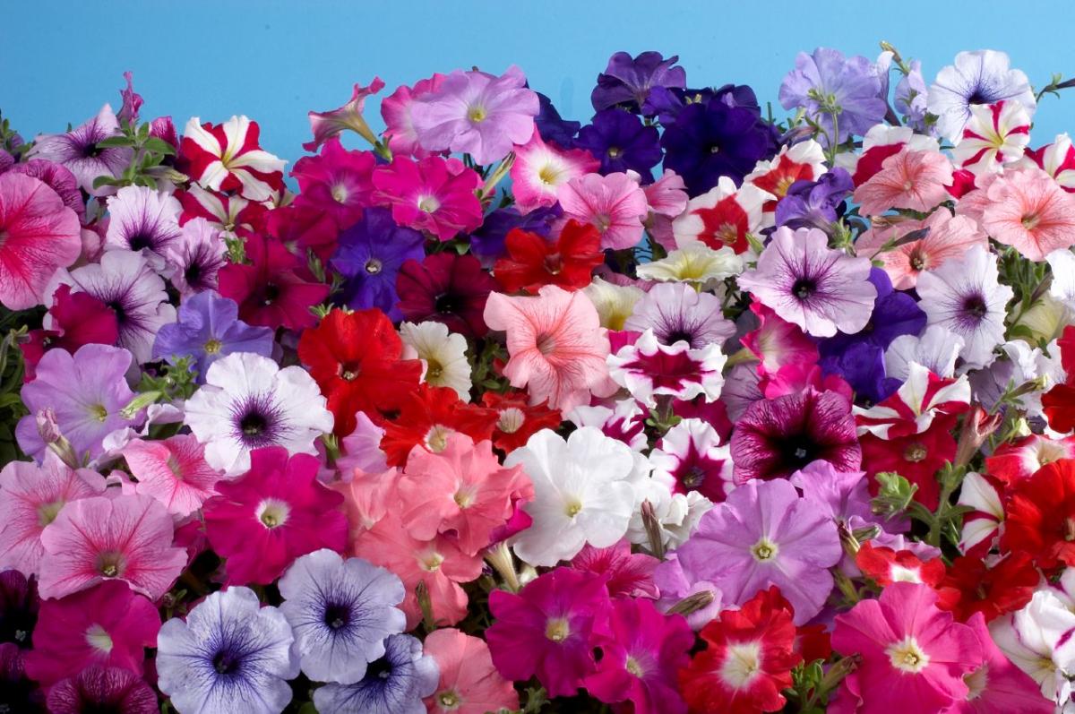 В Брянске планируют высадить 190 тысяч цветов